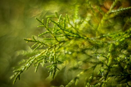 Twigs needles coniferous