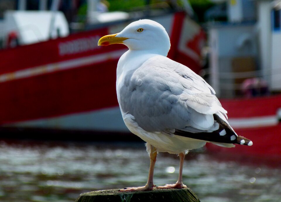 Coast water water bird