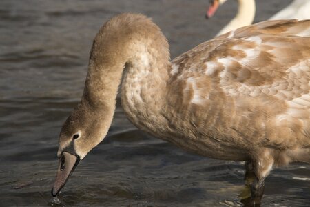 Water animal nature