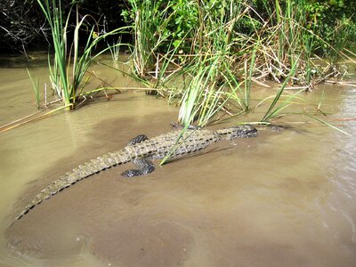 Reptile wildlife nature