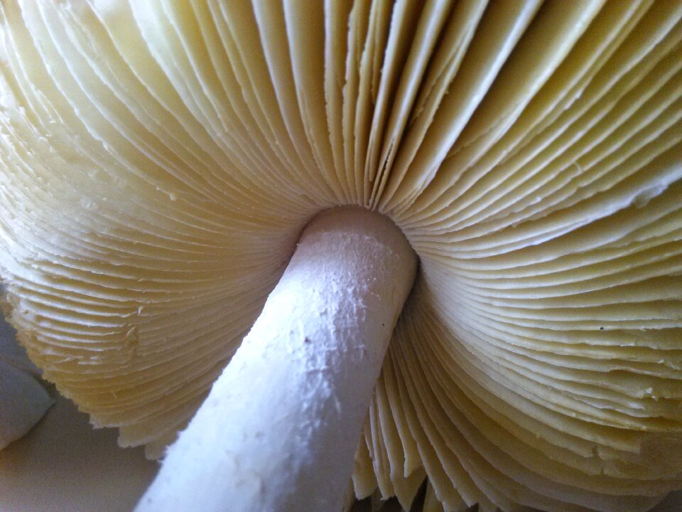 White wild