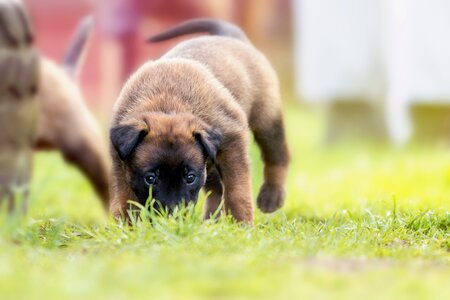 Dog young animal pet photo