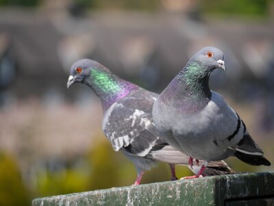 Park breed ornithology
