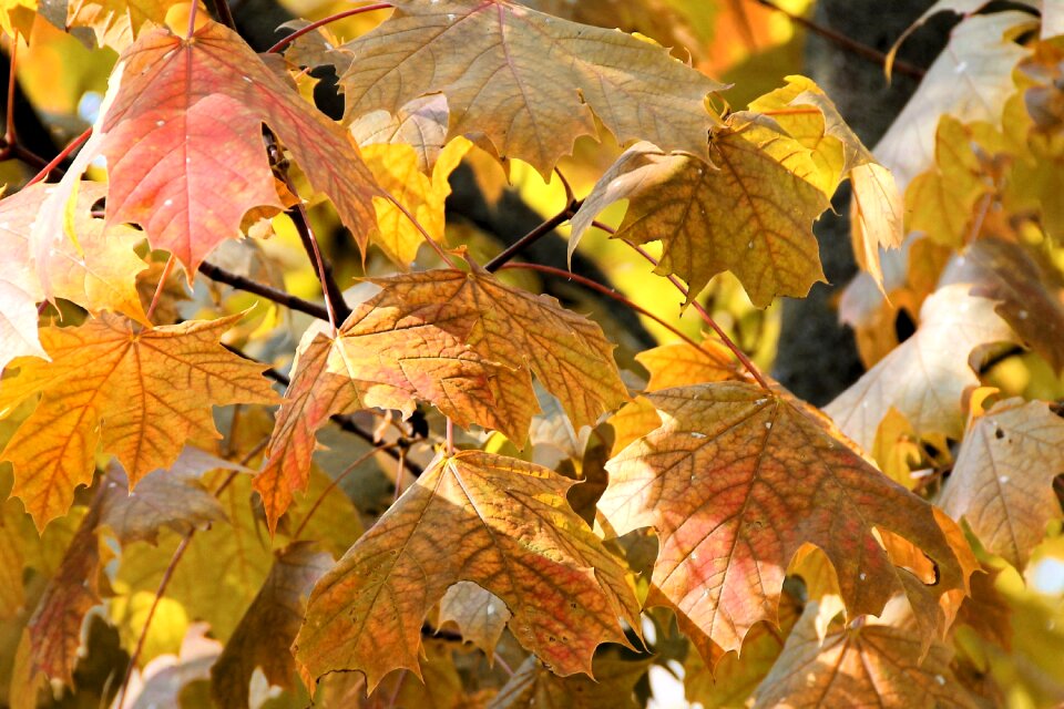 Brown fall color forest