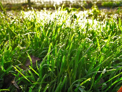 The morning dew water light photo