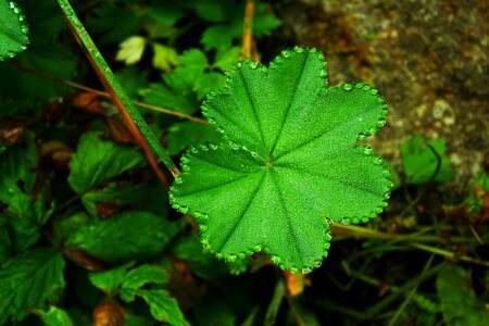 Clover wing rosa