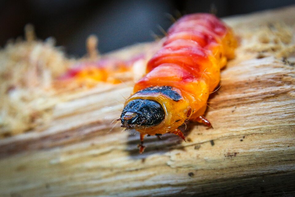 Wood insect close up
