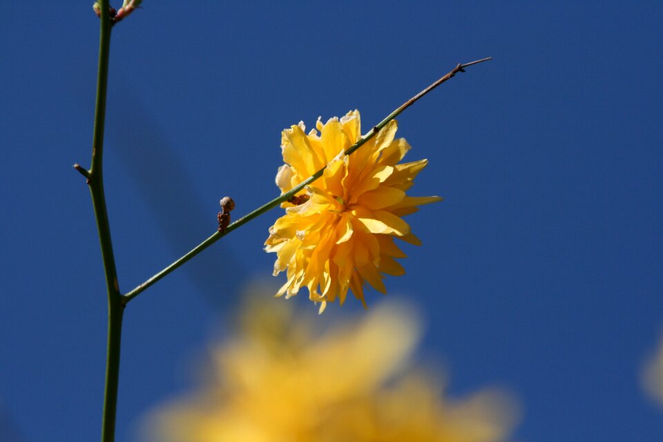 Blossom bloom nature