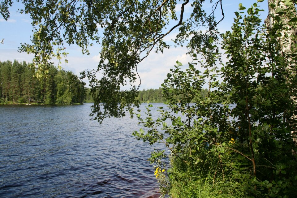 Summer landscape tree