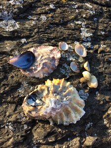 Shoreline beach shell