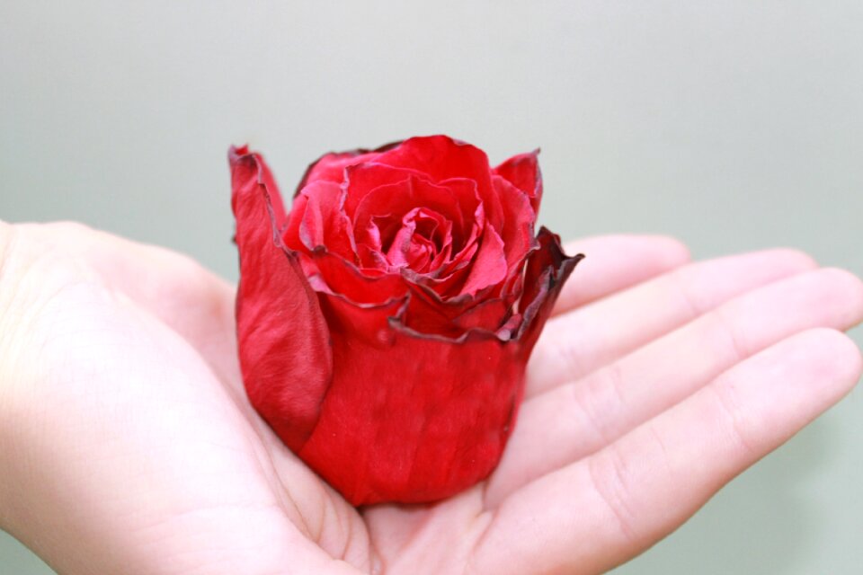 Red rose flower leaf