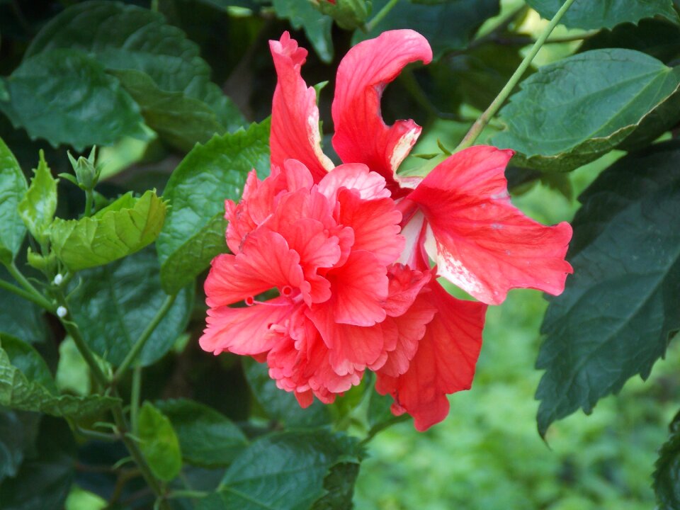 Tropical garden spa