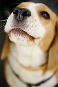A friend of man muzzles barks