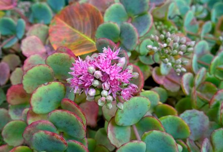 October stonecrop blooms at succulent
