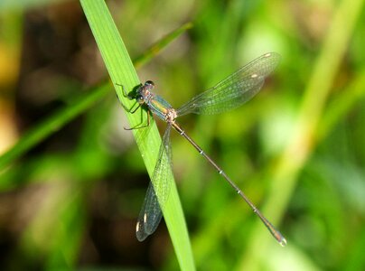Pond calopteryx xanthostoma winged insect photo