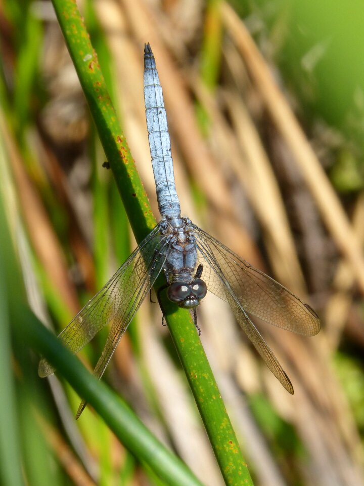 Branch orthetrum cancellatum pond