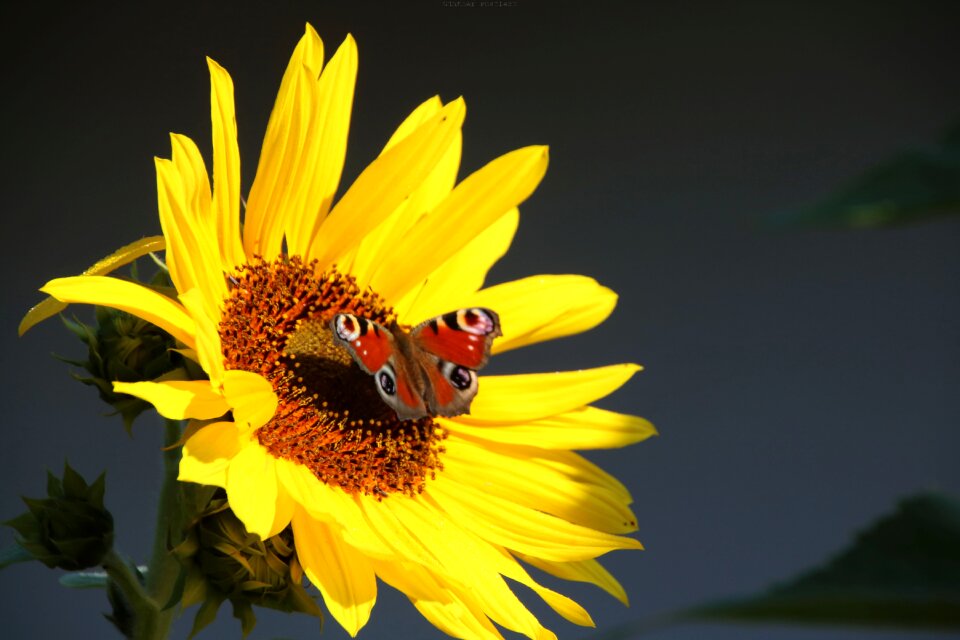 Palatinate münchweiler sunflower photo