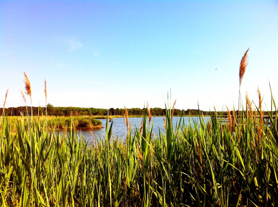 Nature landscape wetland