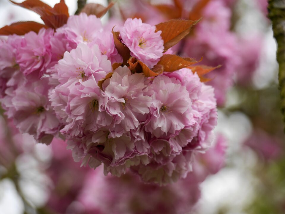 Pink spring nature