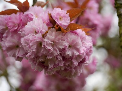 Pink spring nature
