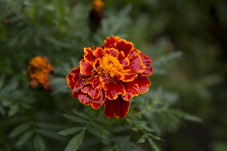 Natural bloom leaf