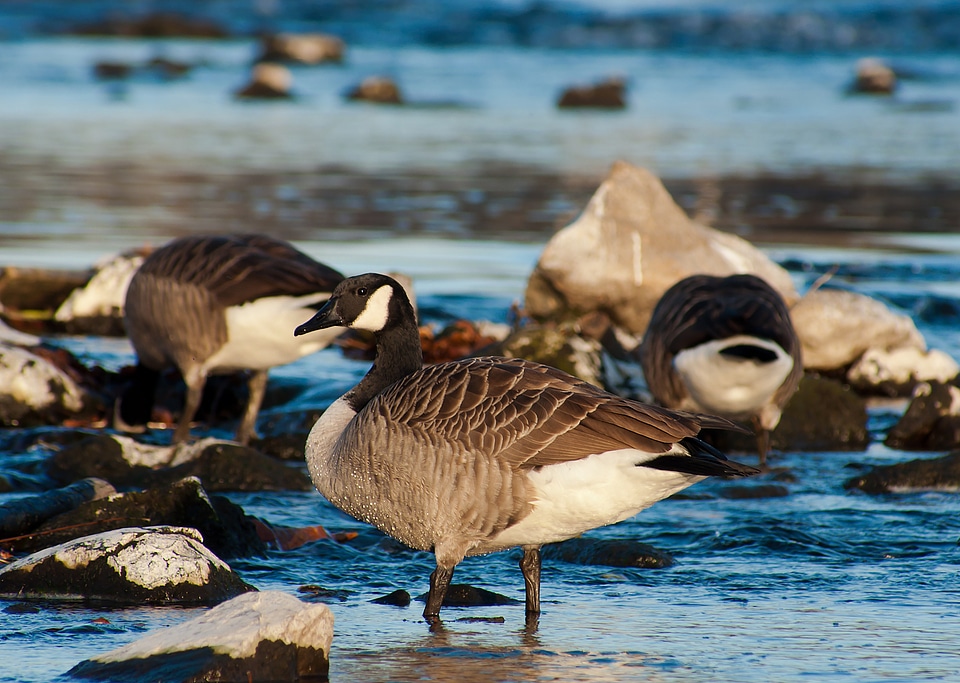 Canada goose birds nature