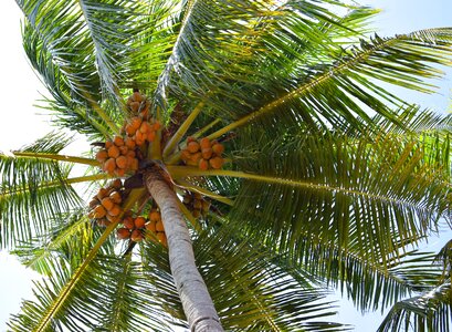 Fruit tree leaf