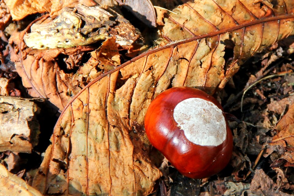 Brown forest ground