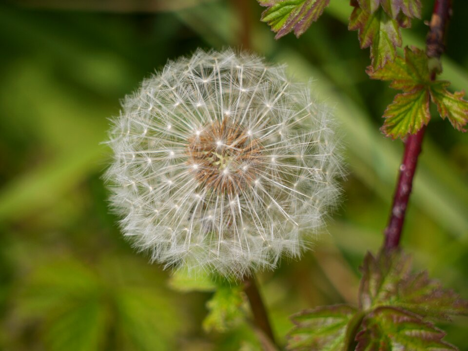 Flower botany windclock