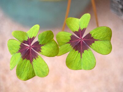 Ireland plant