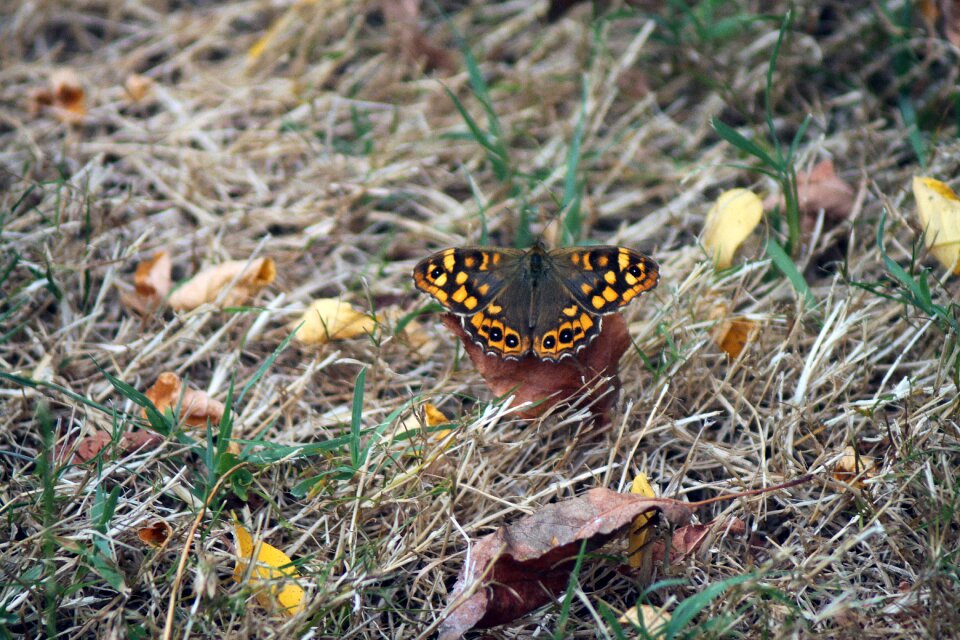 Nature environment ground