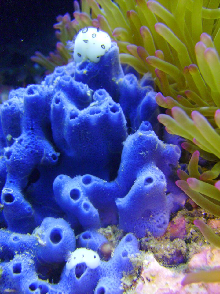 Nudibranch aquatic