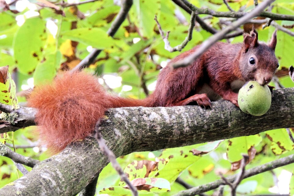 Nut mammal tree