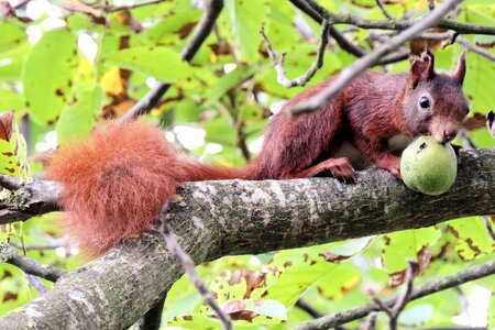 Nut mammal tree