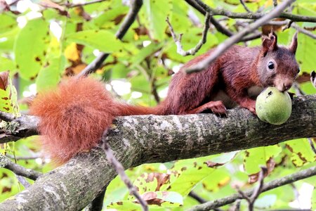 Nut mammal tree photo