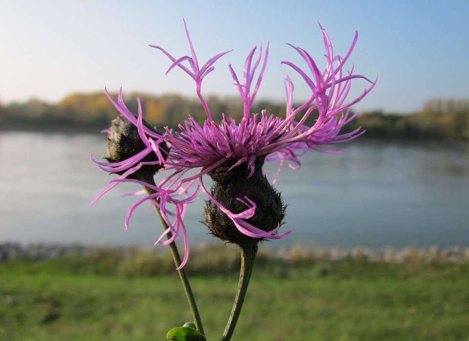 Flora herbage bloom