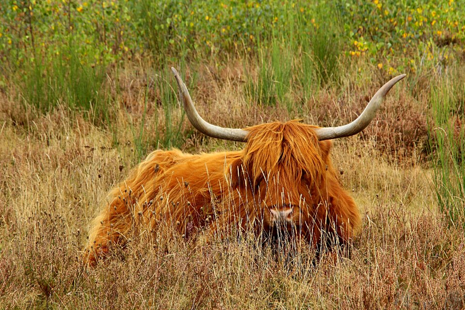 Horns animal scotland