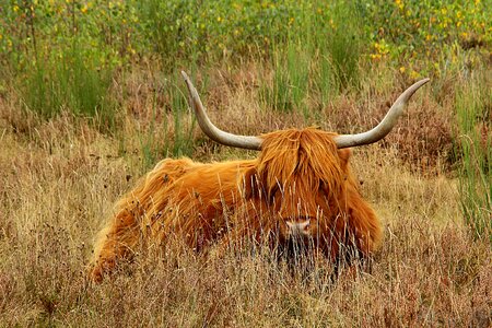 Horns animal scotland photo