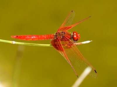 Pond winged insect annulata trithemis photo