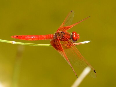 Pond winged insect annulata trithemis