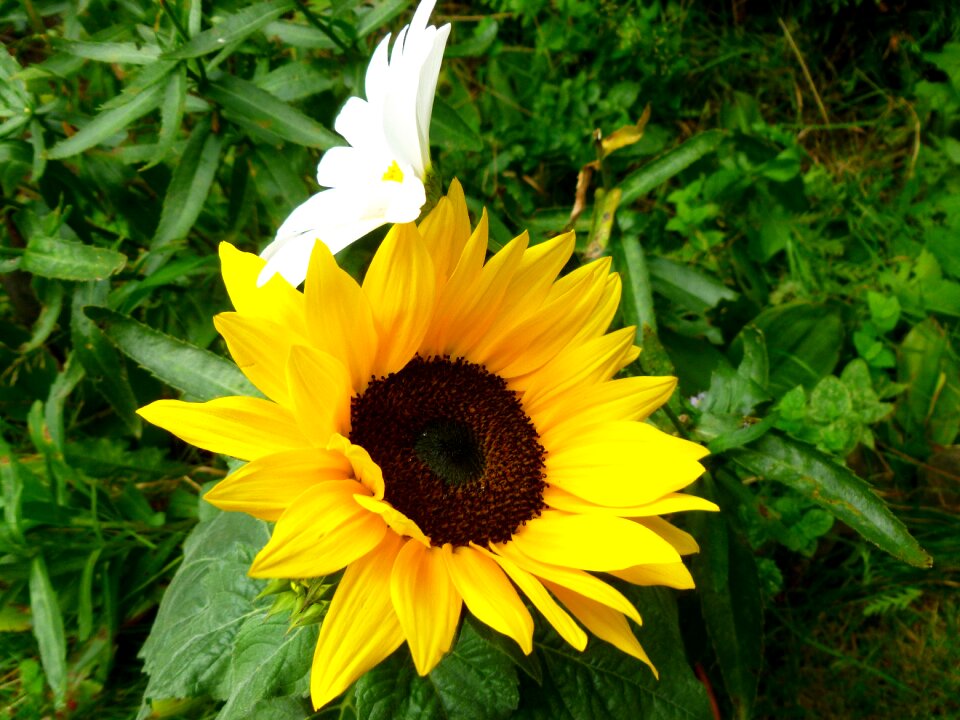 Flower heads late summer garden