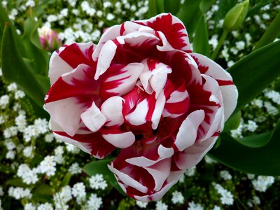 Flourished rose blooms pink rose photo