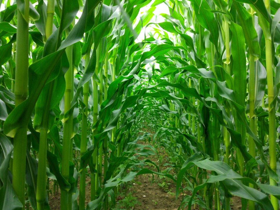 Passage field dahl