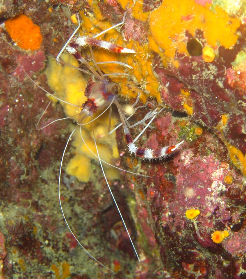 Lobster ocean