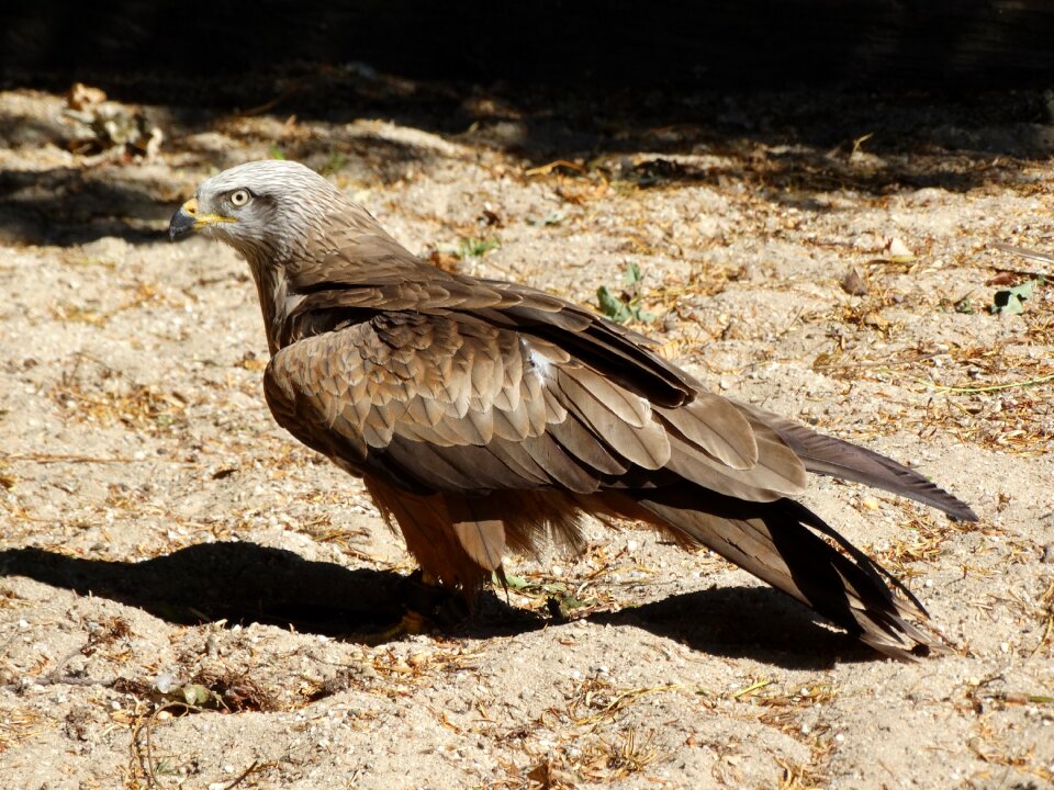 Bird bird of prey brown