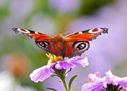 Autumn flower autumn flowers nectar