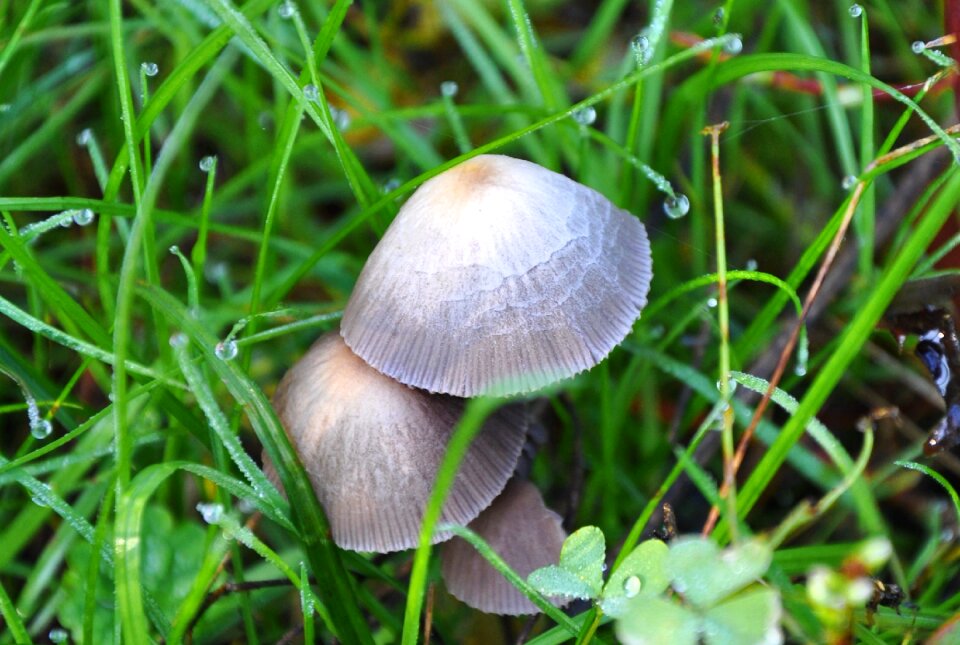 Mushroom dew nature