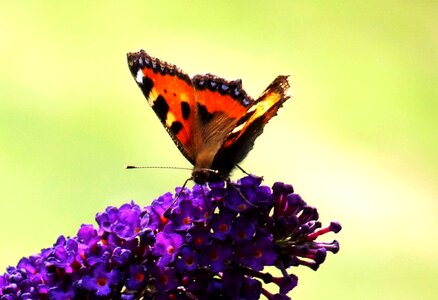 Lilac blossom bloom