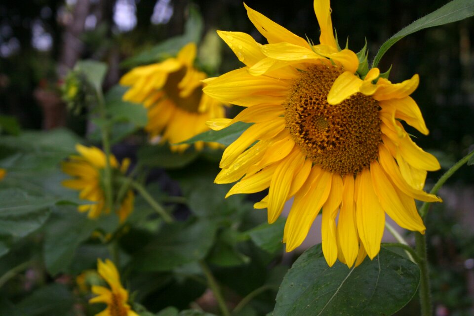 Garden yellow flower spring