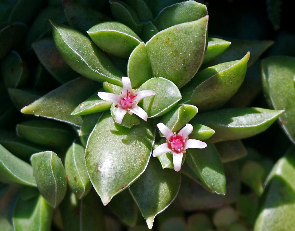 Container garden garden nature